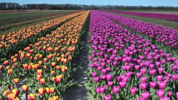 Hermosas filas de coloridos tulipanes en los campos de Netherlandsf. Vídeo Full HD (alta definición ). — Vídeo de stock