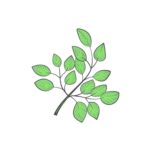 Moringa Branche Part Croquis Superaliment Végétalien Couleur Modifiable — Image vectorielle
