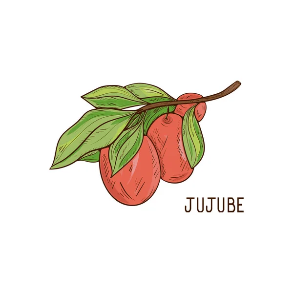 Jujube. Früchte und Blätter. Skizze. Auf weißem Hintergrund. — Stockvektor