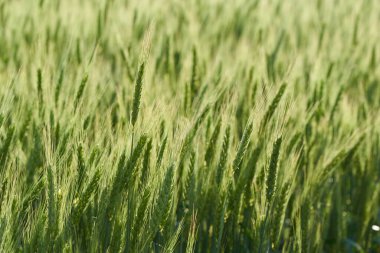 Yeşil buğdayın kulakları yakın plan tarlada.