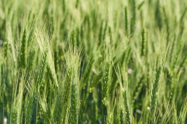 Yeşil buğdayın kulakları yakın plan tarlada.