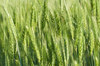 Yeşil buğdayın kulakları yakın plan tarlada.