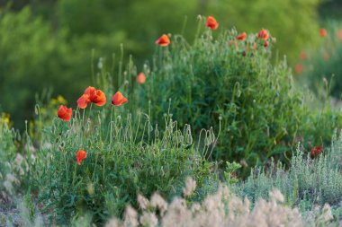 Yeşil arka planda yabani kırmızı gelincikler