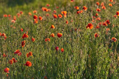 Yeşil arka planda yabani kırmızı gelincikler