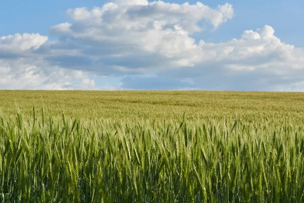 Yazın yeşil buğday tarlasında bulutlar.
