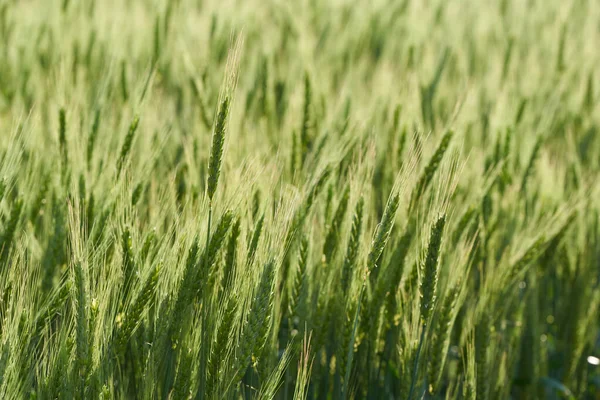 Yeşil buğdayın kulakları yakın plan tarlada.