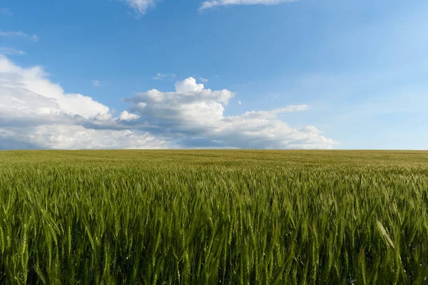 Yazın yeşil buğday tarlasında bulutlar.