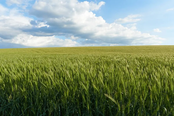 Yazın yeşil buğday tarlasında bulutlar.