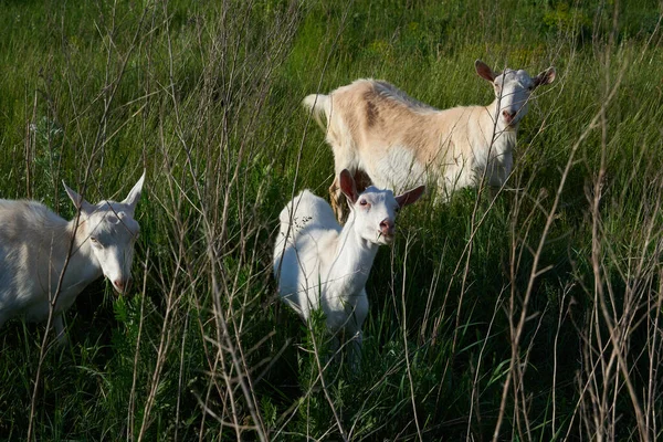 Keçiler çayırda ot yer..
