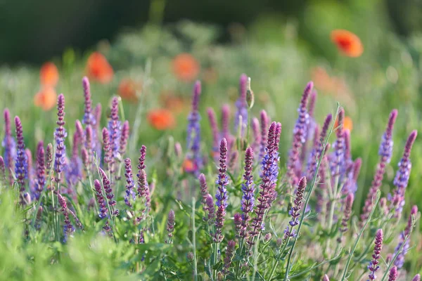 Yeşil arka planda yabani kırmızı gelincikler