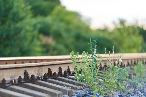 Demiryolunun yanındaki yeşil çimenler, yakın plan.