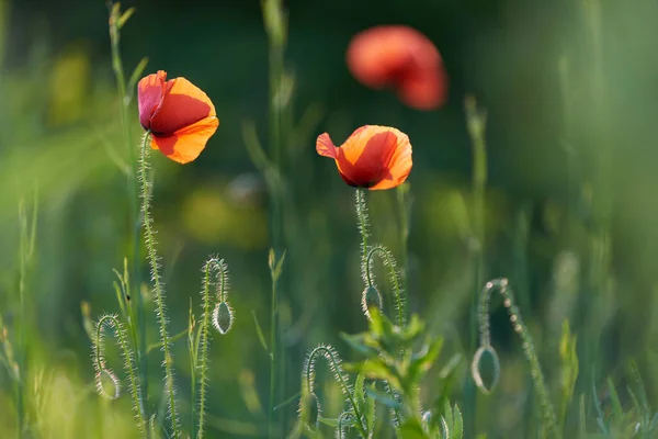 Yeşil arka planda yabani kırmızı gelincikler