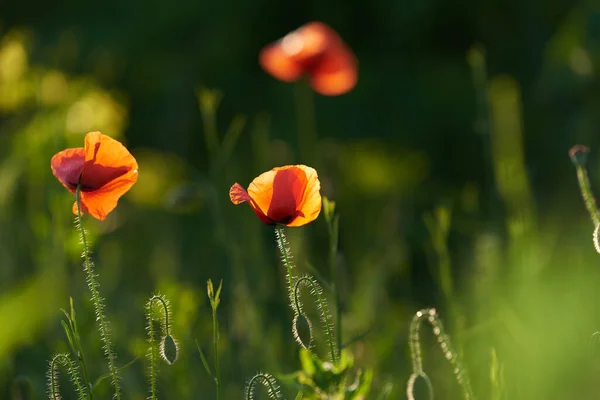 Yeşil arka planda yabani kırmızı gelincikler