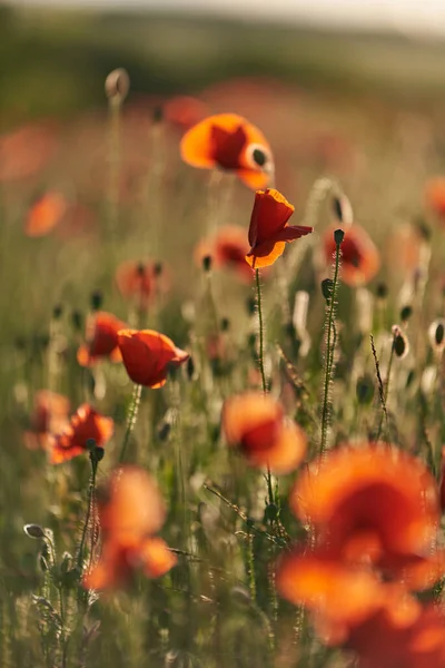 Yeşil arka planda yabani kırmızı gelincikler