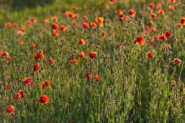 Yeşil arka planda yabani kırmızı gelincikler