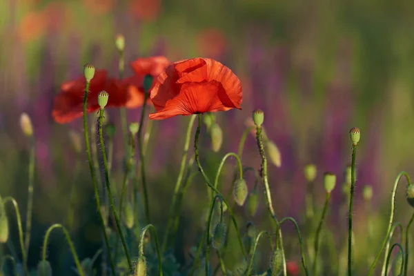 Yeşil arka planda yabani kırmızı gelincikler