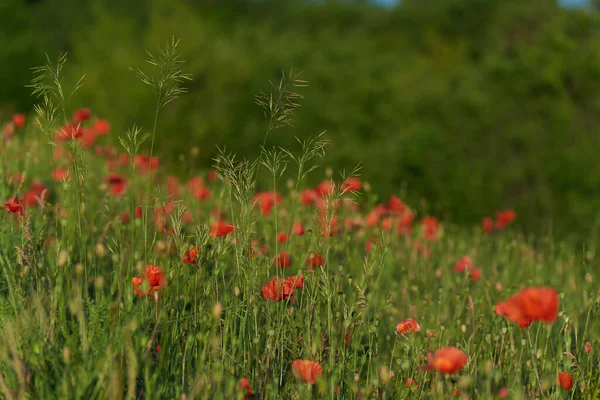 Yeşil arka planda yabani kırmızı gelincikler