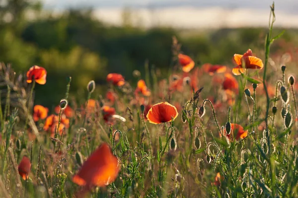 Yeşil arka planda yabani kırmızı gelincikler