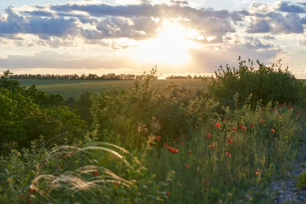 Doğada gün batımı, çayırlar ve kırmızı gelincikler