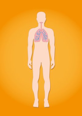 İnsan solunum sistemi anatomisi