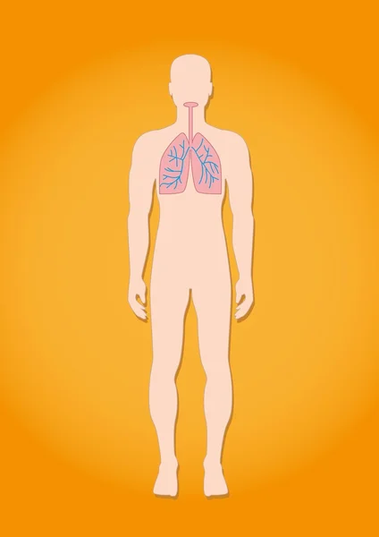 Anatomía del sistema respiratorio humano — Vector de stock