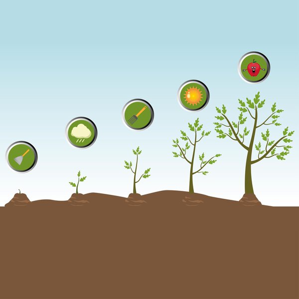Tree life cycle: growing plant