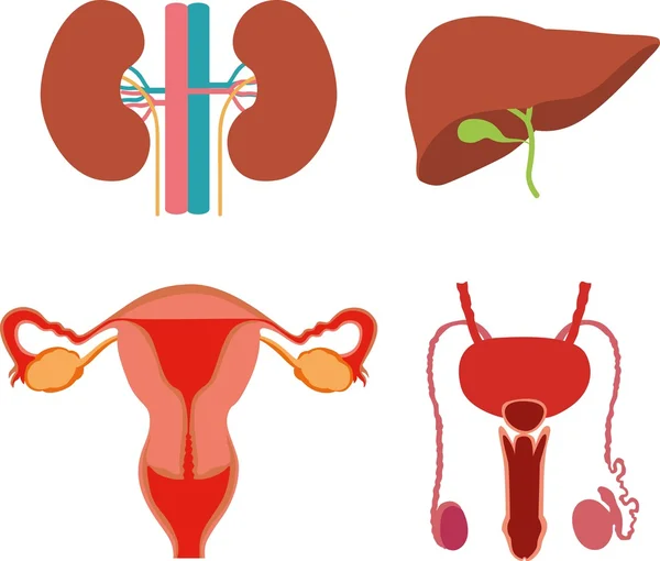 Parties du corps humain : organes génitaux masculins et féminins, reins, foie — Image vectorielle