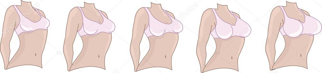 Woman breast size. Boobs sizes from small to big. Stock Vector by  ©sasha_zerg 117657476