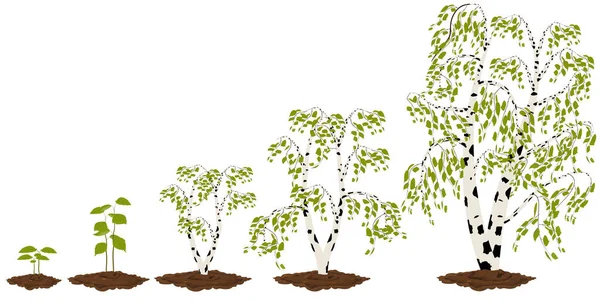 Cinq étapes de la croissance du bouleau d'érable. — Image vectorielle