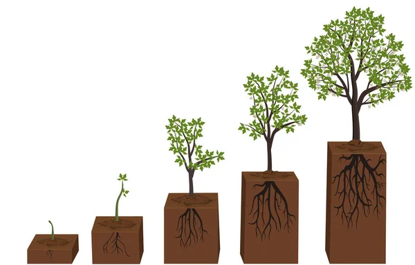 Cinq étapes de la croissance du diagramme de l'érable. — Image vectorielle