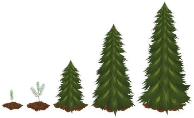 Büyüyen çam ağacının beş aşaması. 