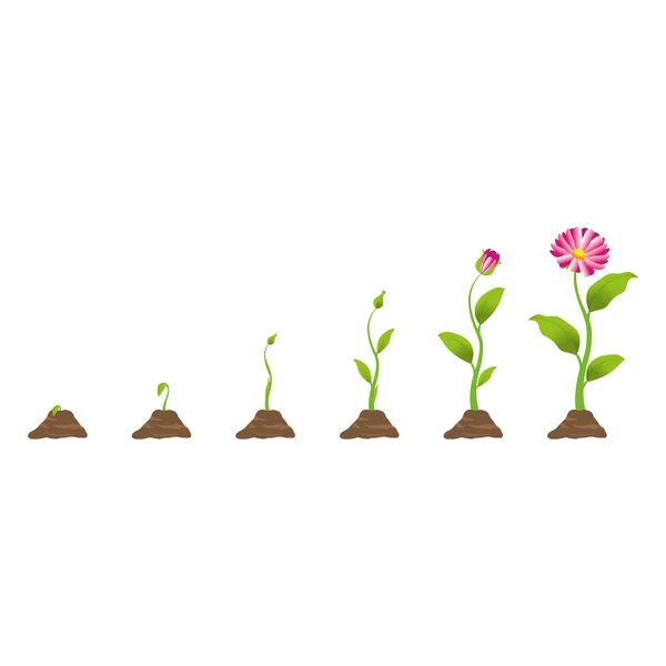 Planta de cultivo en proceso — Vector de stock