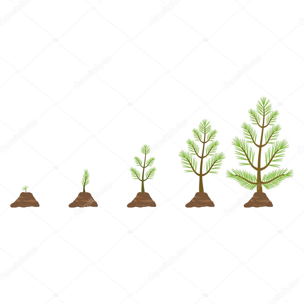 Growing pine tree