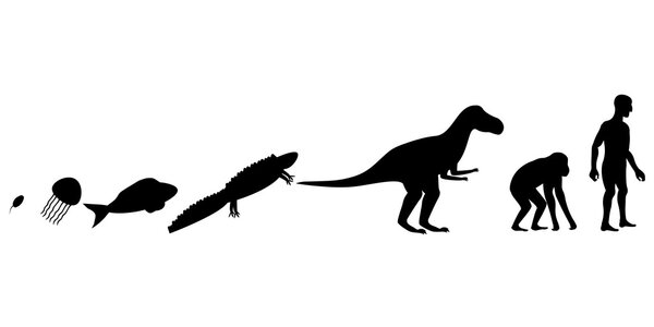 От бактерии к человеку
