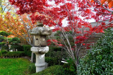 Japon bahçesinde kiraz çiçeği.