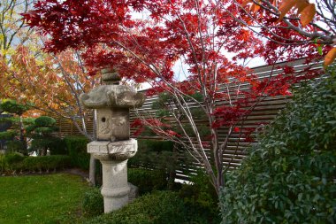 Japon bahçesindeki Japon akçaağacı.