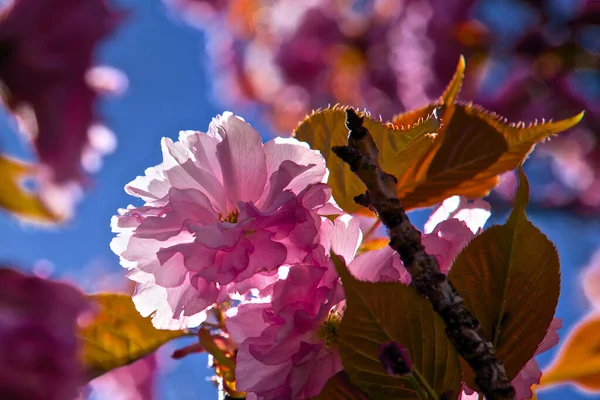 Kiraz Çiçeklerine Yakın Çekim Açık Havada Pürüzsüz Pembe Tonlarında Güzel — Stok fotoğraf