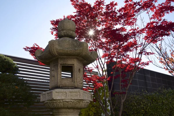 Japanese maple tree in Japanese garden backyard