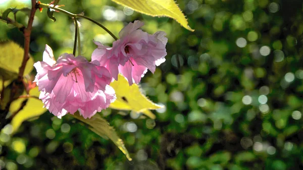 Sakura Çiçeklerini Kapat — Stok fotoğraf