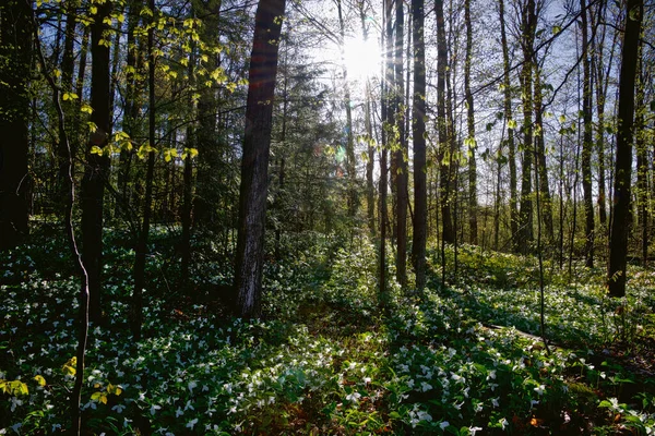 Lumière Soleil Ombre Avec Champ Trillium Blanc Comme Arrière Plan — Photo