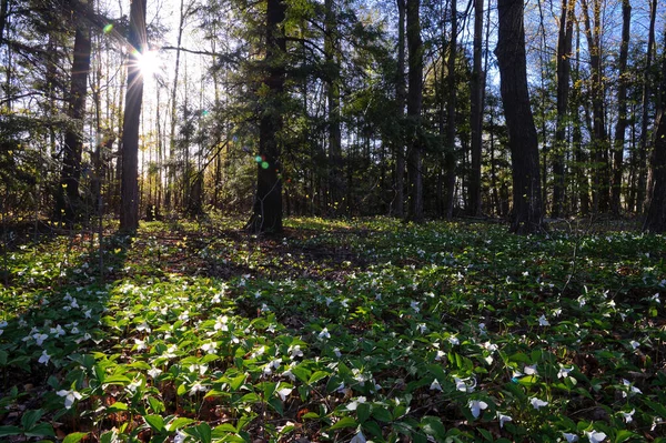 Sunlight Shadow Forest Beautiful Forest Floor Covered Dried Leaves Low — Stock Photo, Image