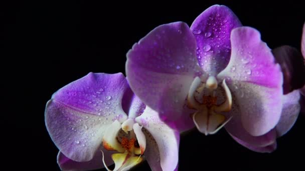 Rózsaszín orchidea virágok forognak, fekete háttér, harmat, közelről. — Stock videók