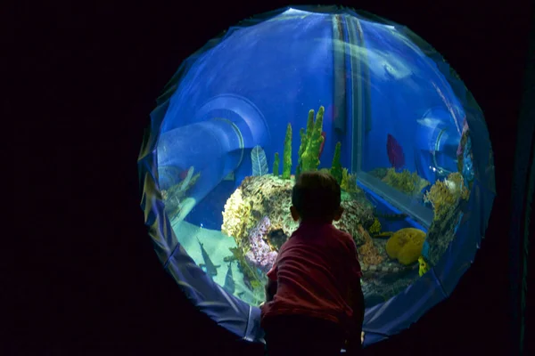 Kind Een Waterpark Kijkend Naar Vis Door Het Glas — Stockfoto