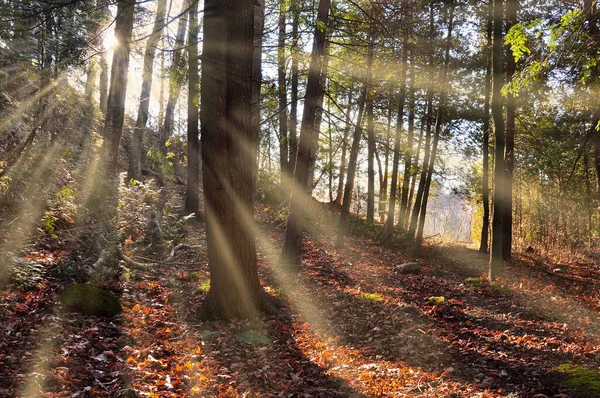 Sabahları Ormanın Içinden Gün Işığı Geçiyor — Stok fotoğraf