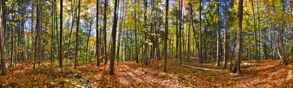 Panoramic view of the natural parkland forest in fall