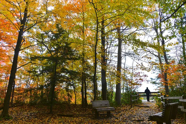 Beautiful view of the natural parkland with park bench and fence in autumn