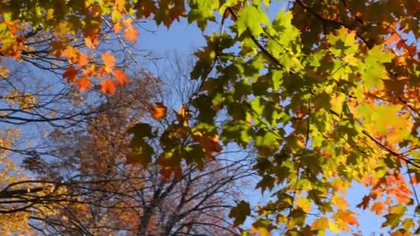 Autumn Leaf Colour Public Park Toronto — Stock Video