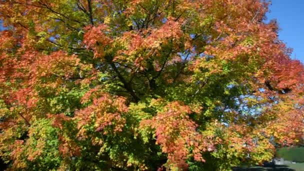 Die Herbstblattfarbe Des Ahornbaums Mit Blauem Himmelshintergrund — Stockvideo