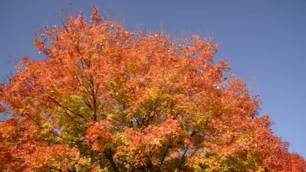 Red Autumn Maple Leaves Swaying Wind Blue Sky Background Nature — Stock Video