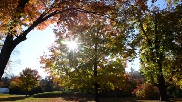 Albero Acero Autunnale Colorato Con Brillamento Del Sole Cielo Blu — Video Stock